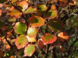 Betula divaricata. Листья в осенней окраске. Магаданская обл., Ольский р-н, склон сопки в распадке руч. Наледный. 13.09.2016.