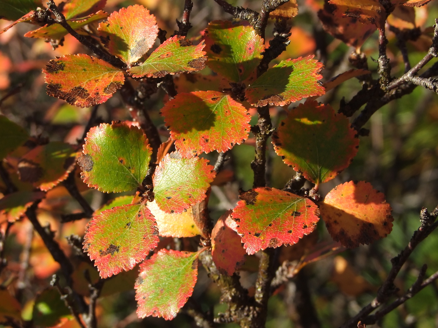 Image of Betula divaricata specimen.