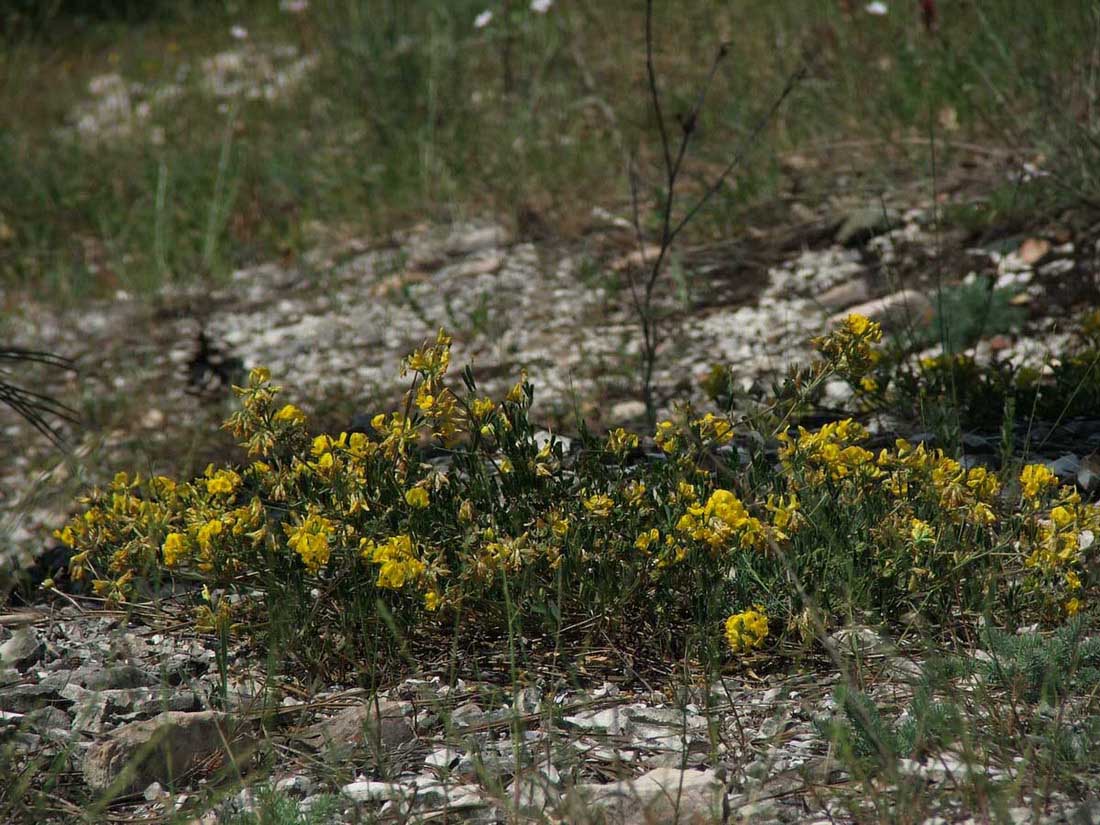 Изображение особи Medicago saxatilis.