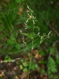 Deschampsia cespitosa. Соцветие. Московская обл., Раменский р-н, окр. пос. Ильинский, Ильинский лес, заросшая травой просека в смешанном лесу. 19.07.2018.