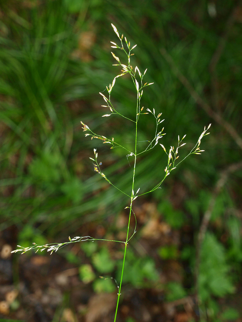 Изображение особи Deschampsia cespitosa.