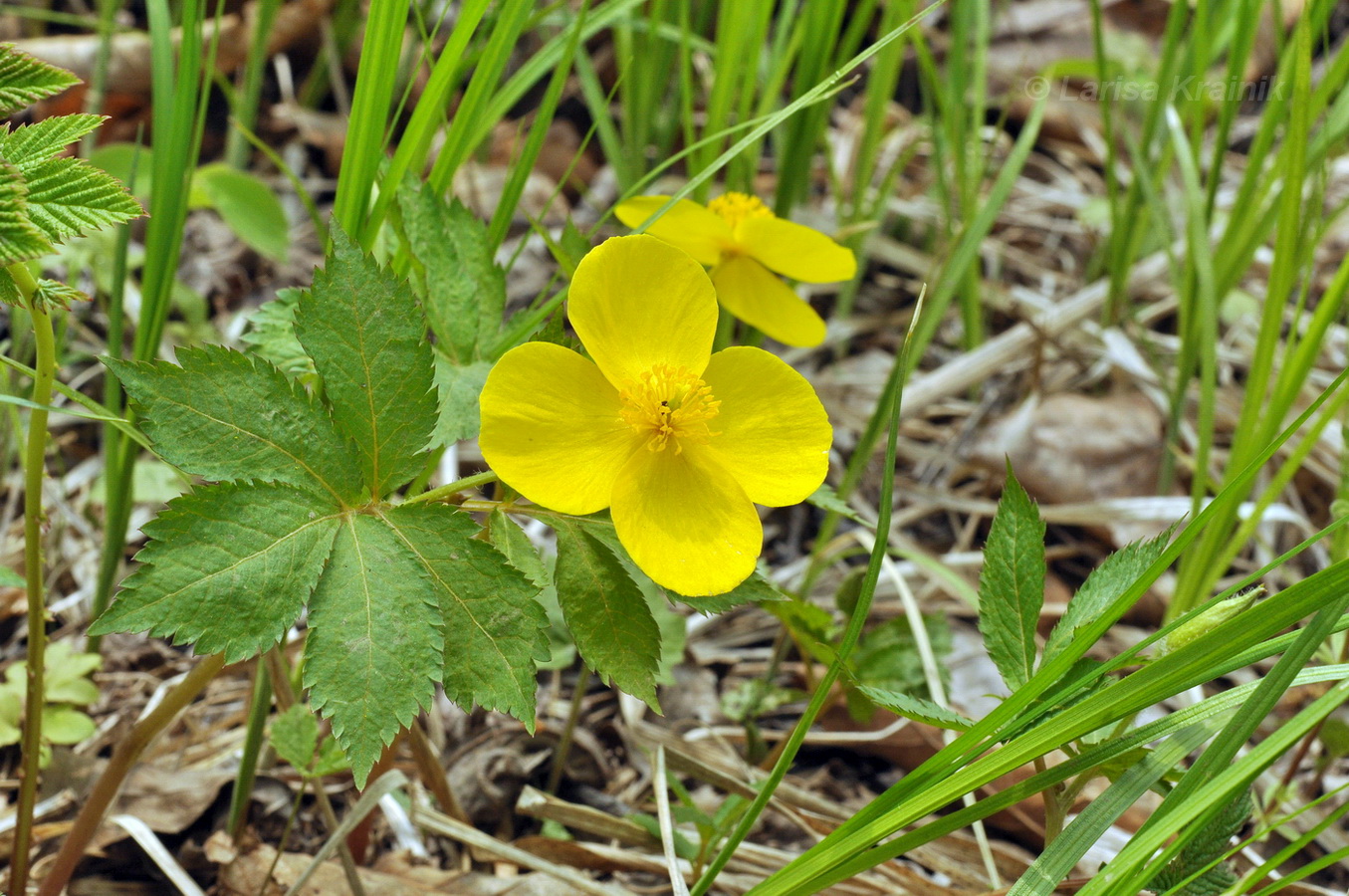 Image of Hylomecon vernalis specimen.