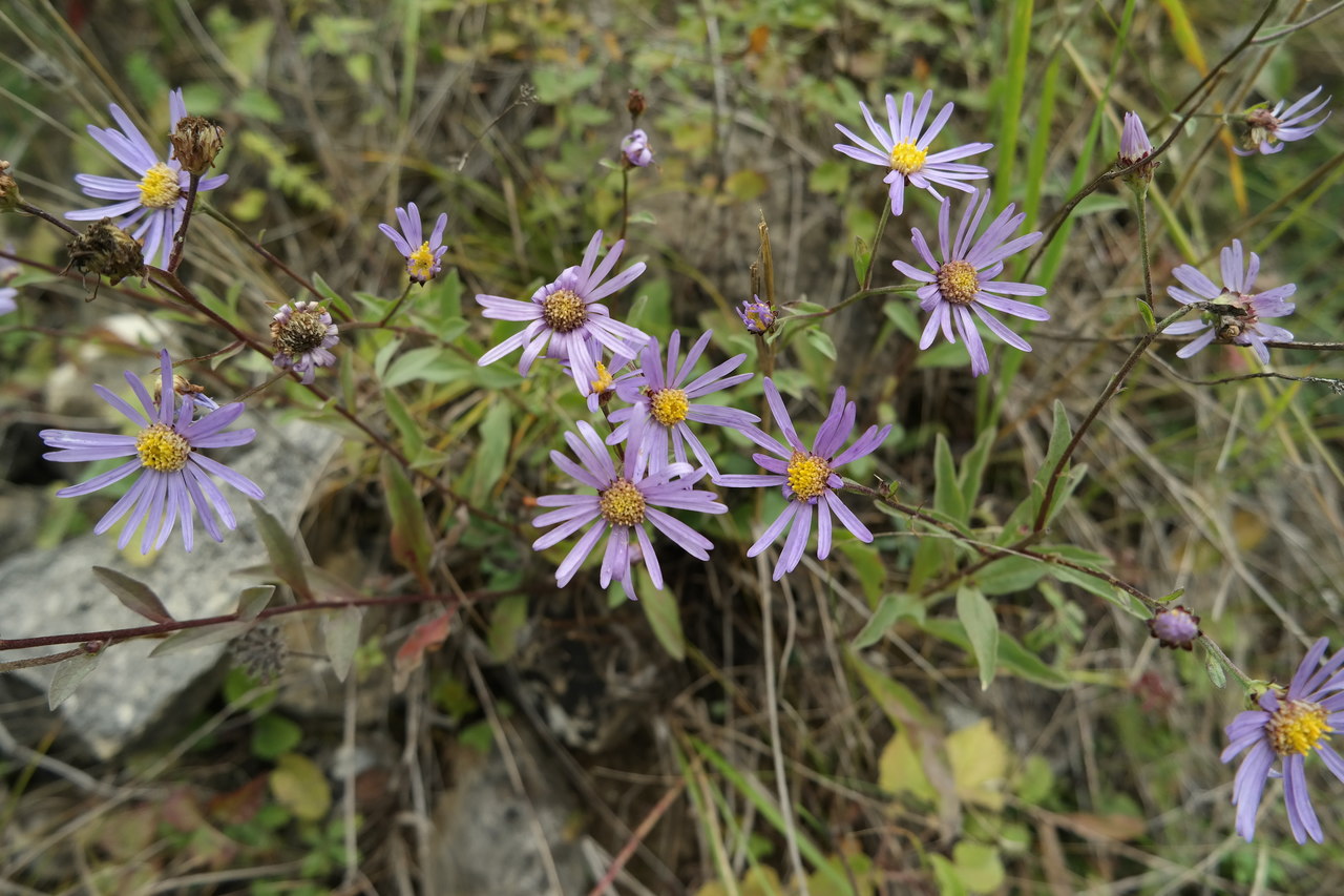 Изображение особи Aster bessarabicus.