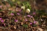 Helleborus caucasicus