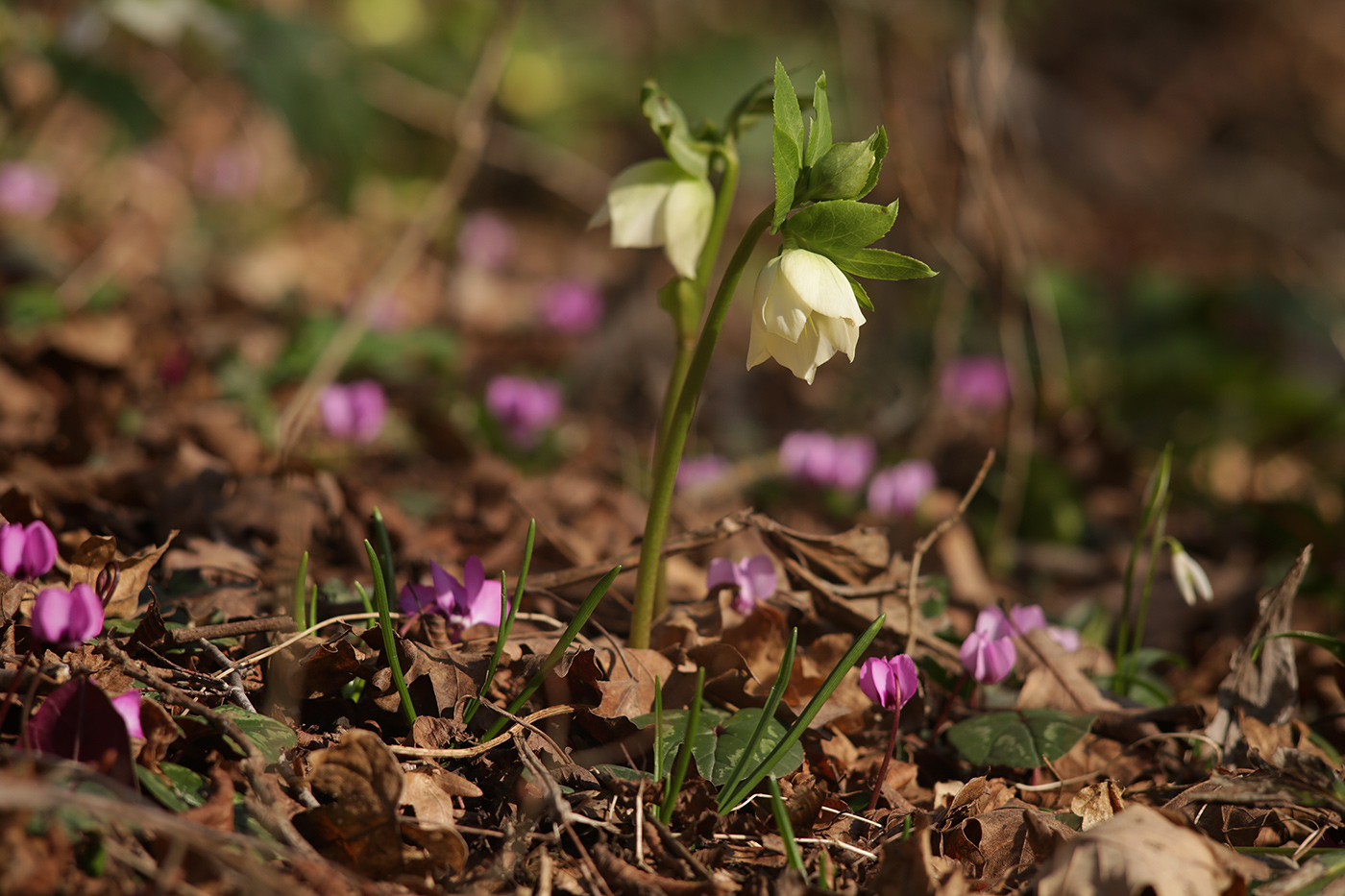 Изображение особи Helleborus caucasicus.