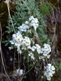 Schivereckia podolica