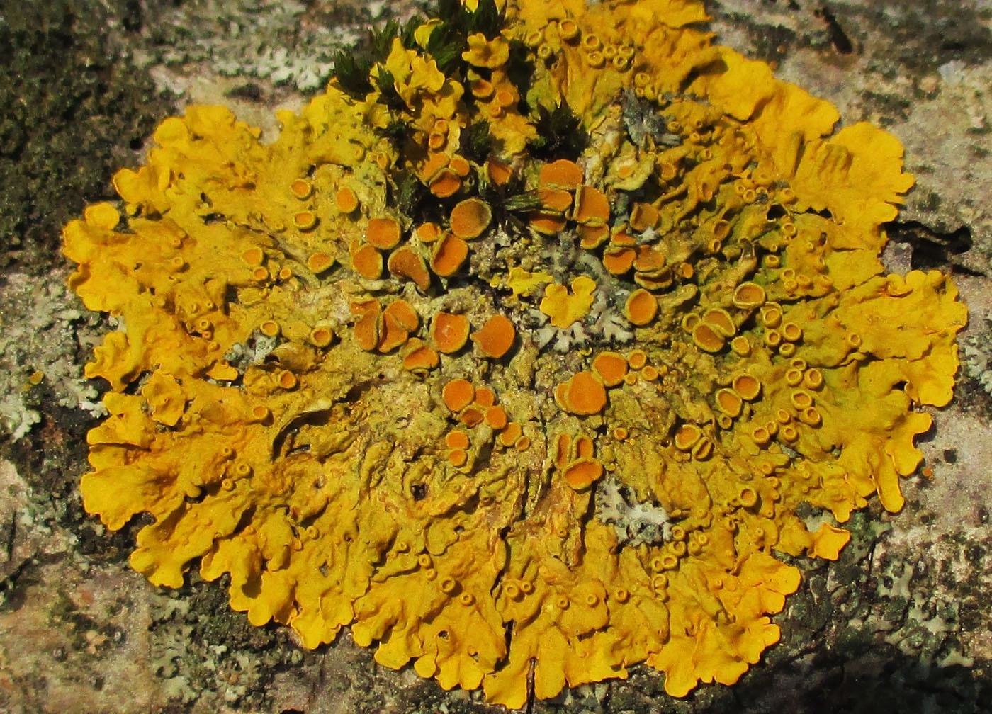 Image of Xanthoria parietina specimen.