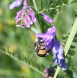 Vicia cracca. Соцветие с самкой пчелы Melitturga sp. Казахстан, Восточно-Казахстанская обл., Уланский р-н, окр. с. Украинка, луг. 04.07.2011.