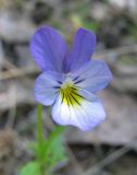 Viola tricolor