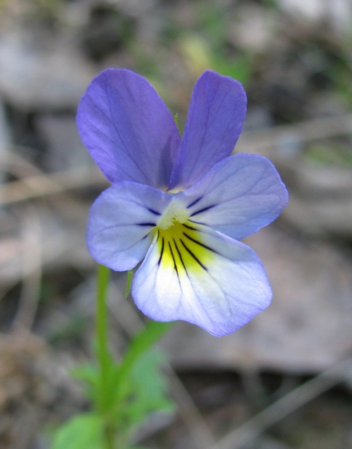 Изображение особи Viola tricolor.