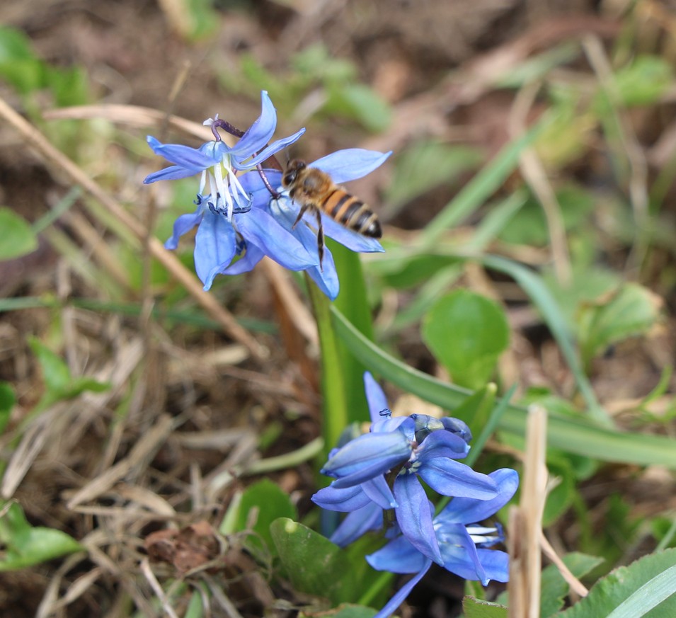 Изображение особи Scilla caucasica.