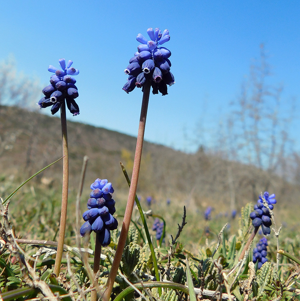Image of Muscari neglectum specimen.