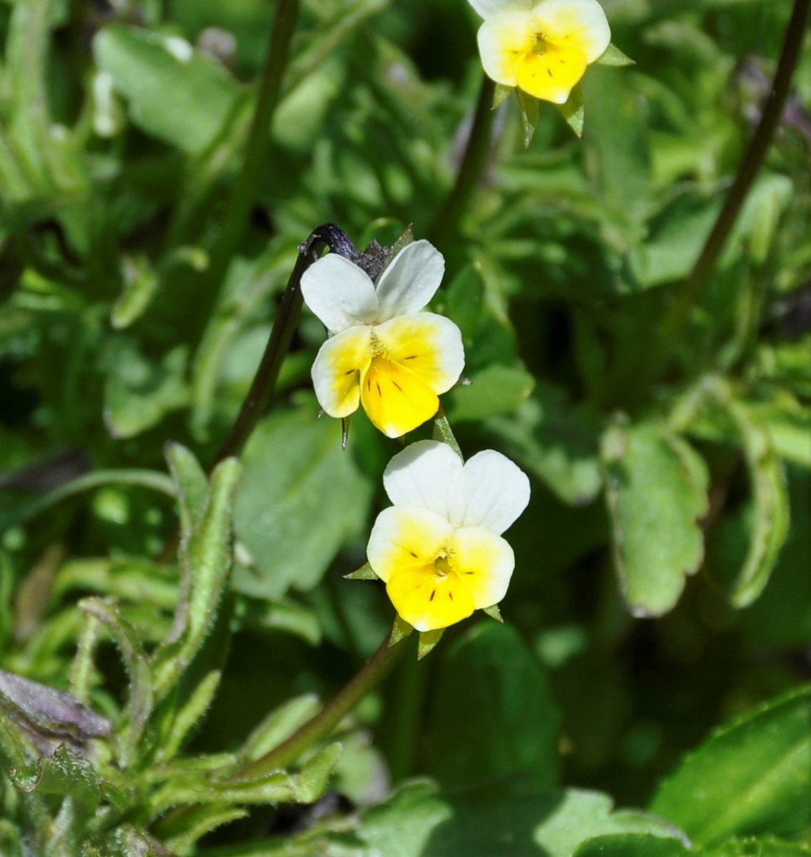 Image of Viola kitaibeliana specimen.