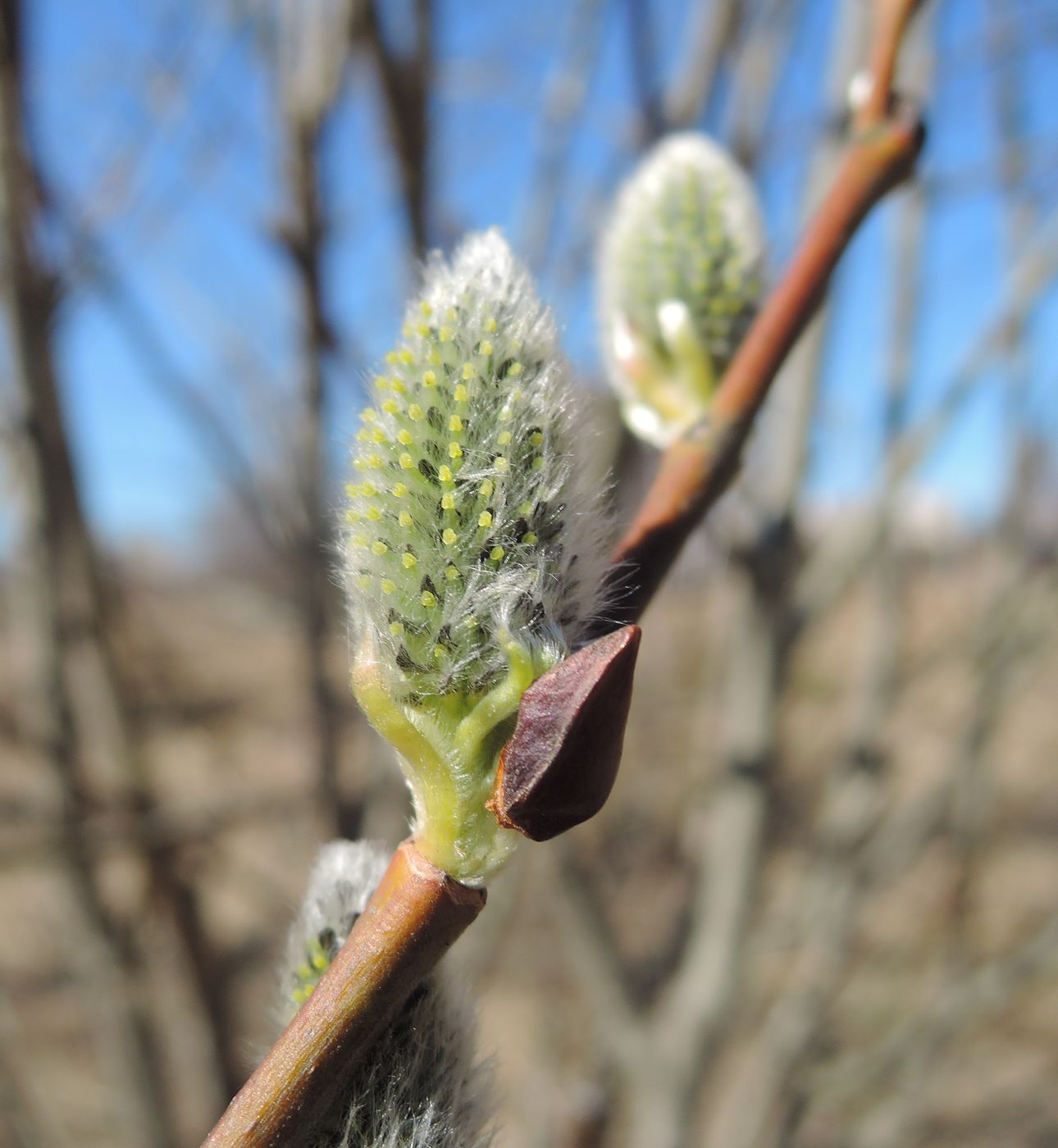 Image of Salix caprea specimen.