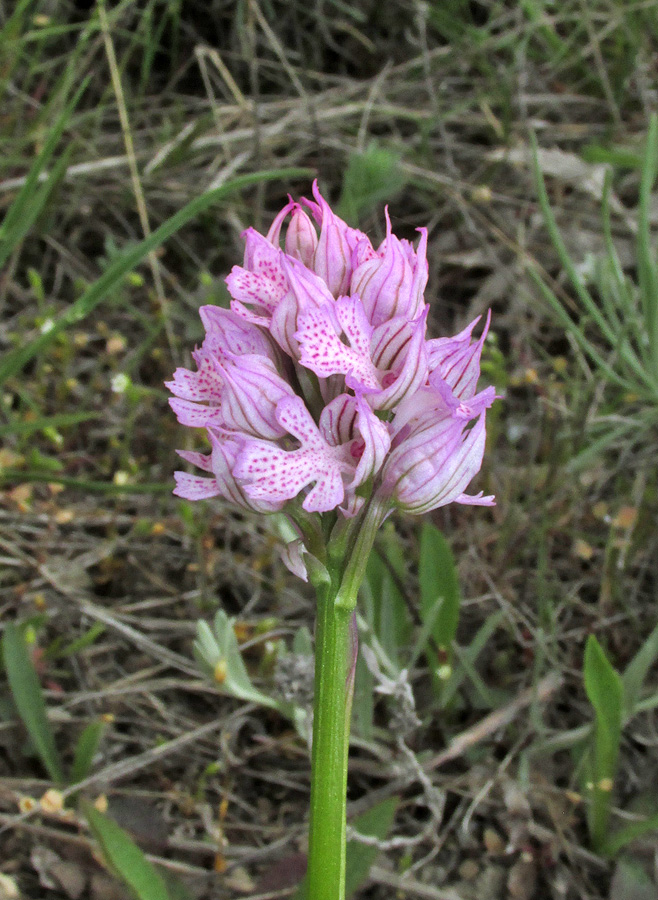 Изображение особи Neotinea tridentata.