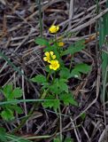 Ranunculus repens. Верхушка цветущего растения. Астраханская обл., Астраханский заповедник, Дамчикский участок, берег протоки. 29.04.2019.