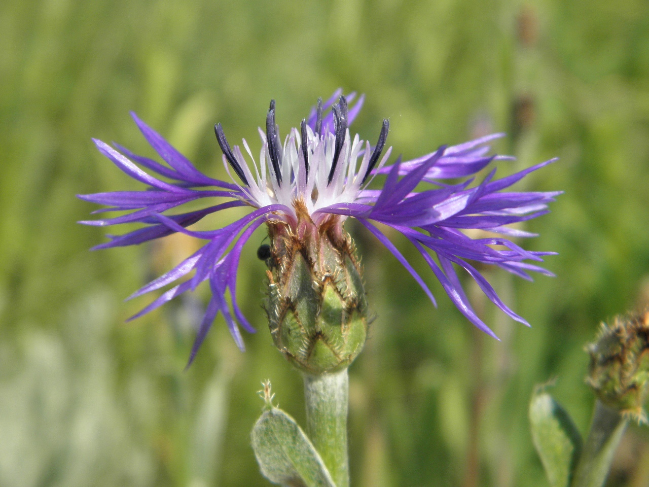 Изображение особи Centaurea tanaitica.