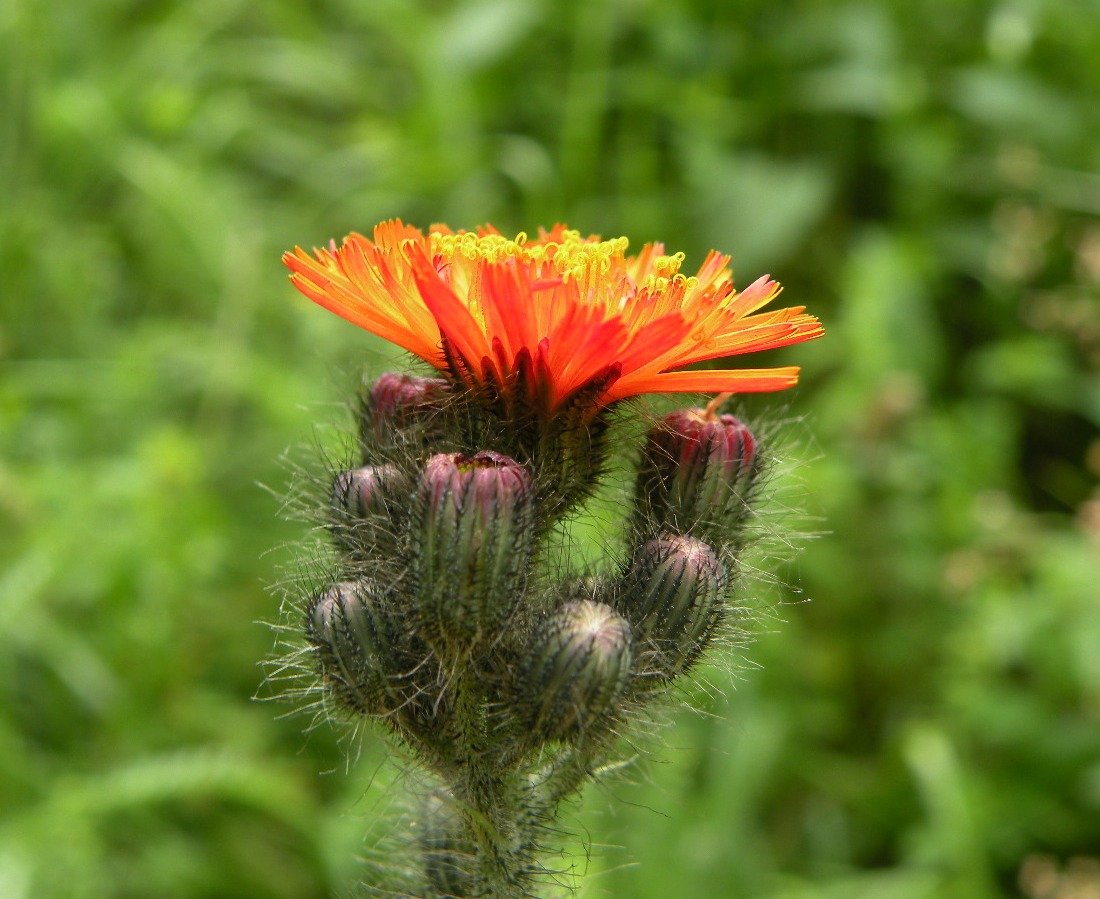 Изображение особи Pilosella aurantiaca.