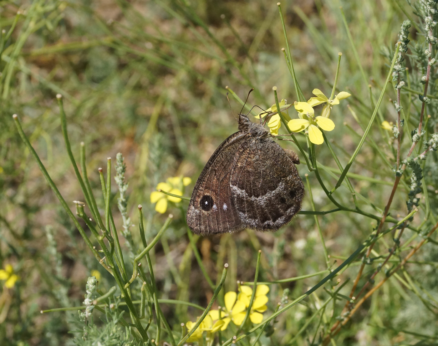 Image of Erysimum canescens specimen.