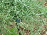 Asparagus angulofractus