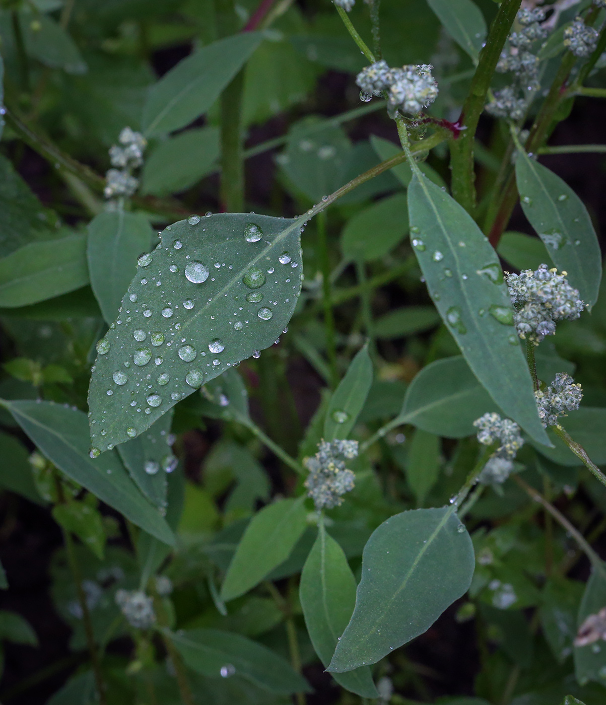 Изображение особи род Chenopodium.