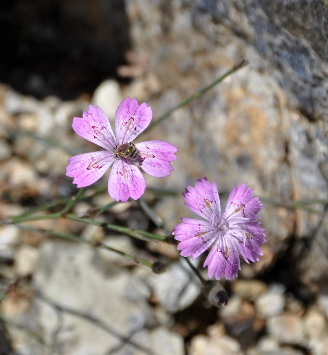 Изображение особи Dianthus strictus ssp. troodi.