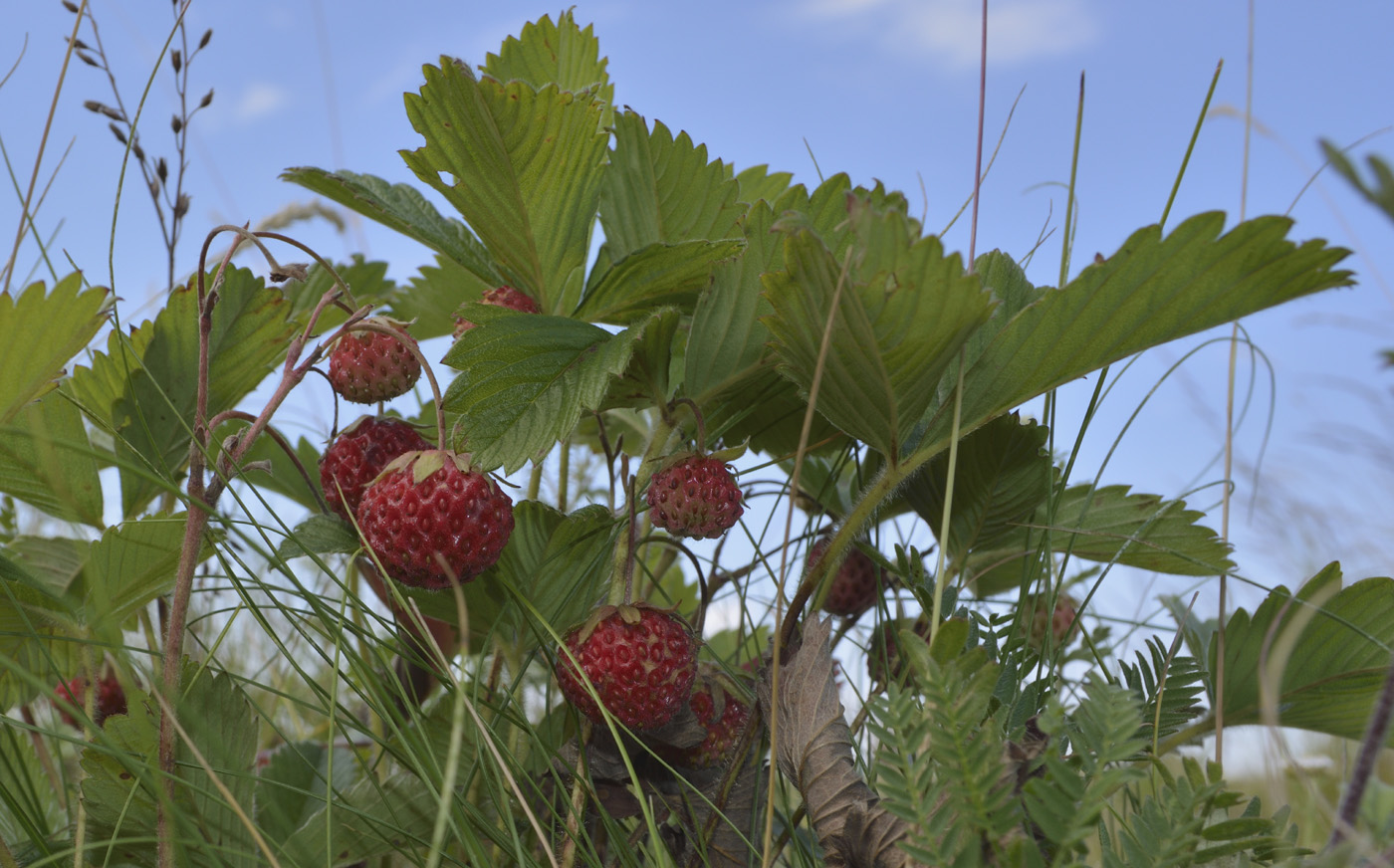 Изображение особи Fragaria viridis.