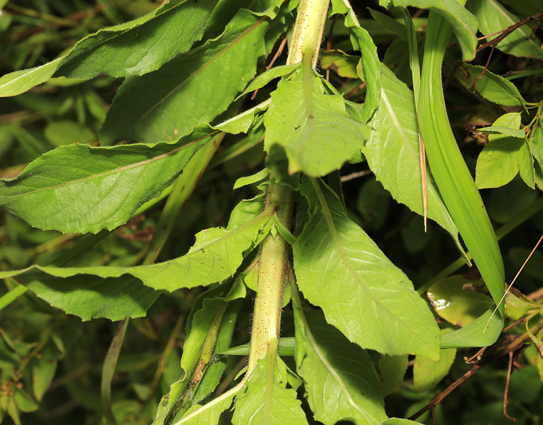 Image of Oenothera rubricaulis specimen.