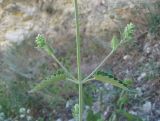 Nepeta cataria