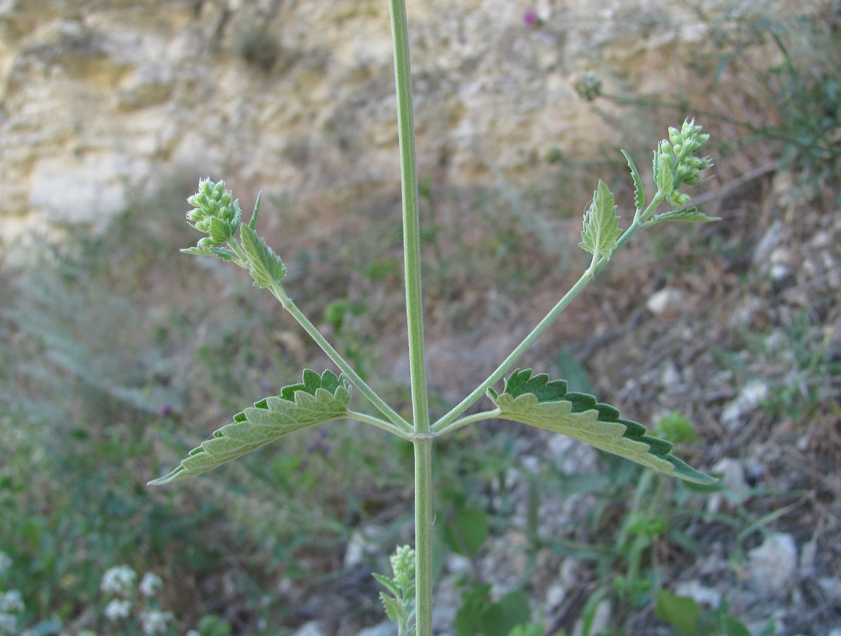 Изображение особи Nepeta cataria.