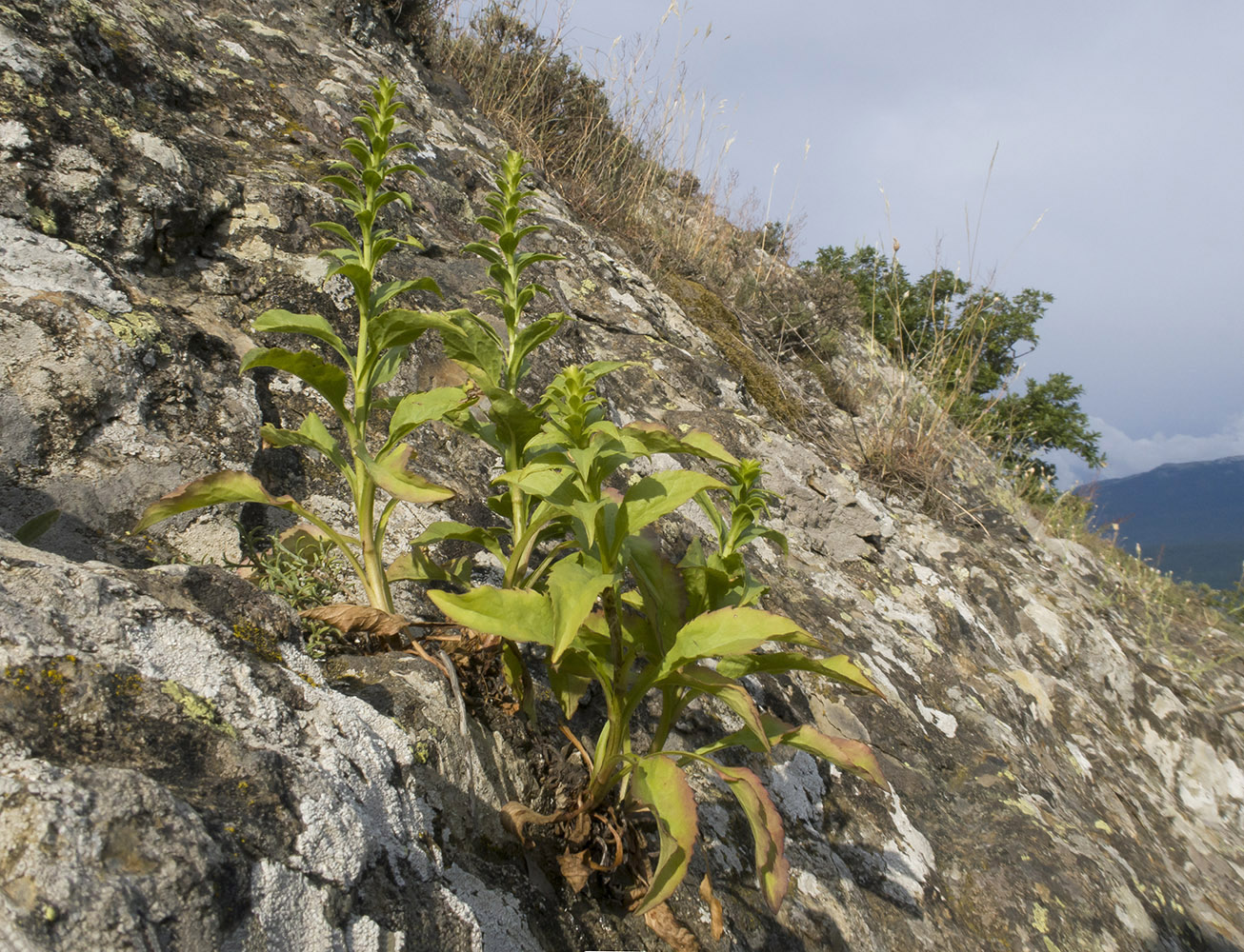 Изображение особи Solidago virgaurea ssp. taurica.