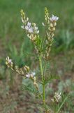 Astragalus sulcatus. Верхушка цветущего и плодоносящего растения. Челябинская обл., Брединский р-н, окр. пос. Аркаим, степь. 15 июня 2019 г.