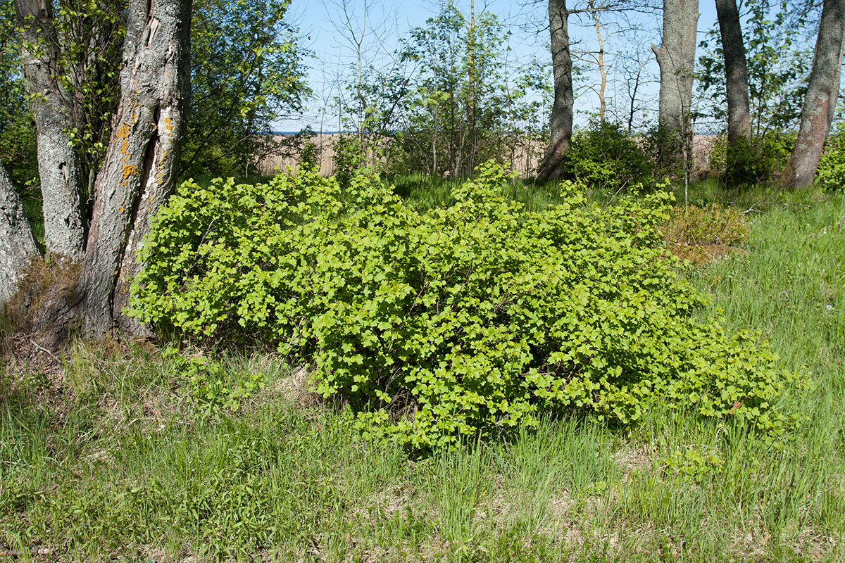 Image of Ribes alpinum specimen.