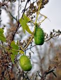 Echinocystis lobata. Часть побега с плодами. Московская обл., гор. округ Озёры, долина р. Большая Смедова, луг на берегу реки. 15.09.2019.