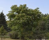 Ailanthus altissima