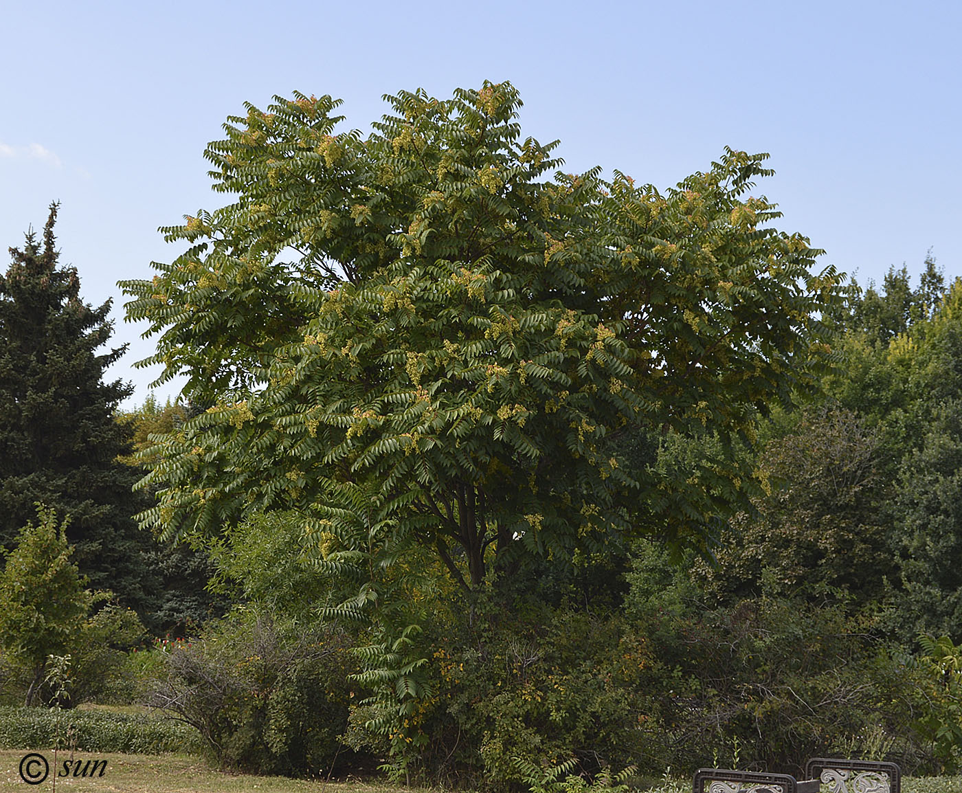 Изображение особи Ailanthus altissima.