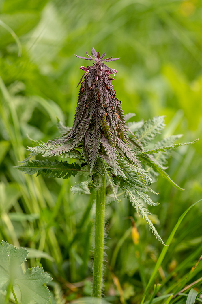 Image of Pedicularis wilhelmsiana specimen.