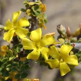 Oxalis gigantea