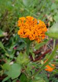 Tagetes erecta