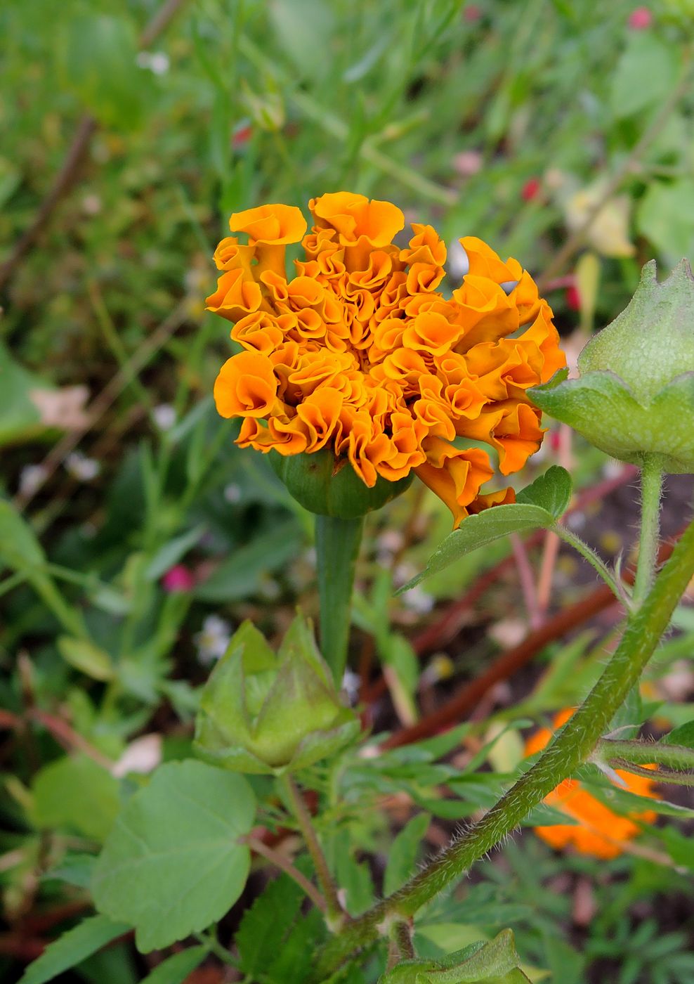 Image of Tagetes erecta specimen.