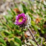 Erigeron thunbergii