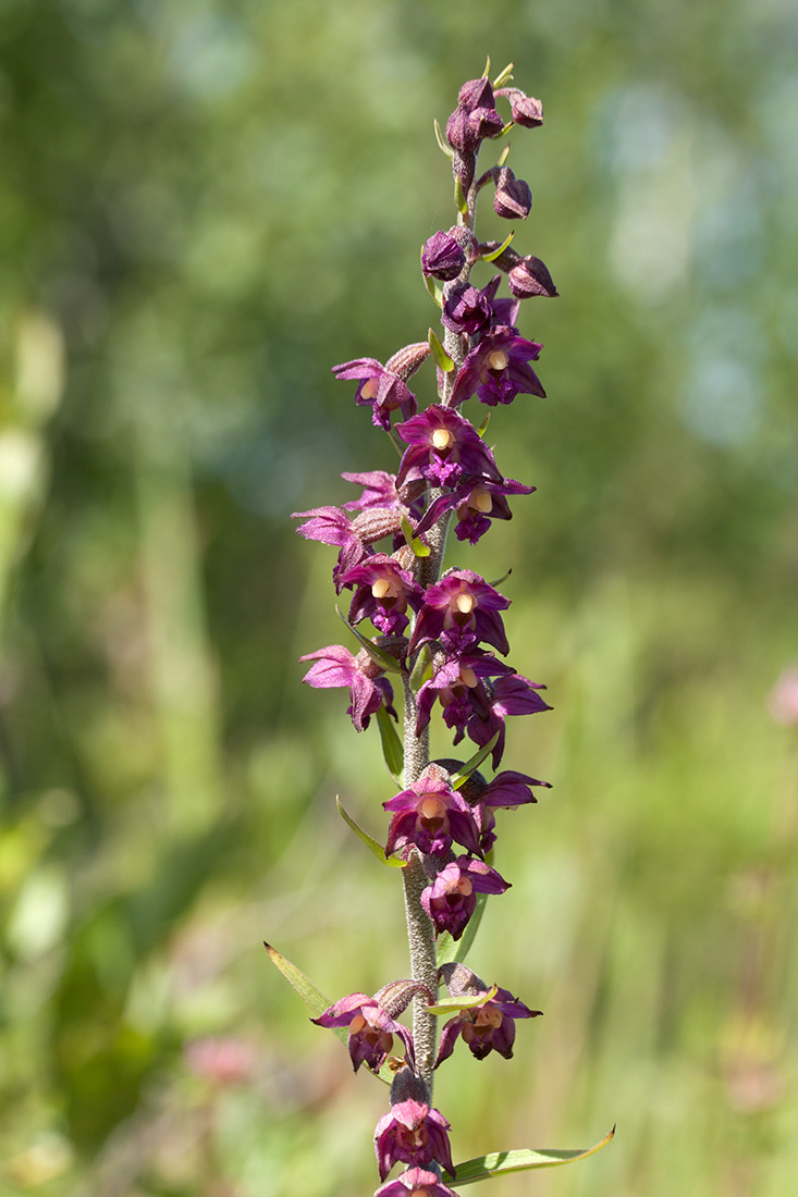 Image of Epipactis atrorubens specimen.