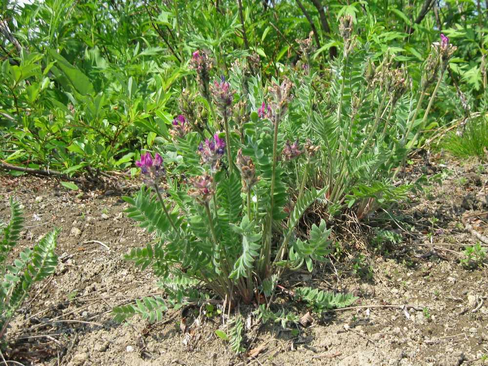 Изображение особи Oxytropis erecta.