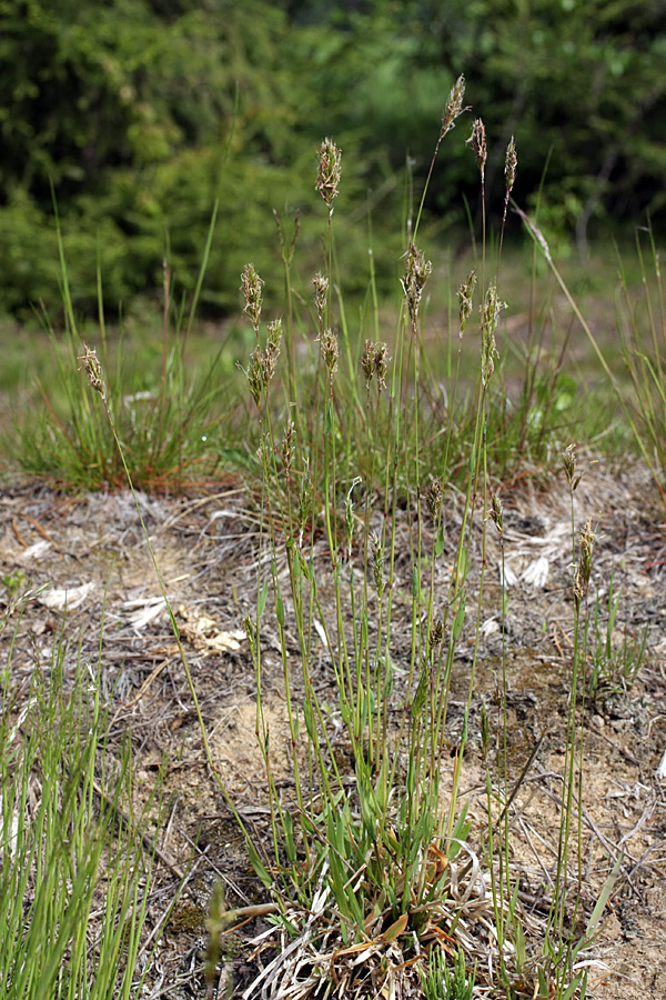 Image of Anthoxanthum odoratum specimen.