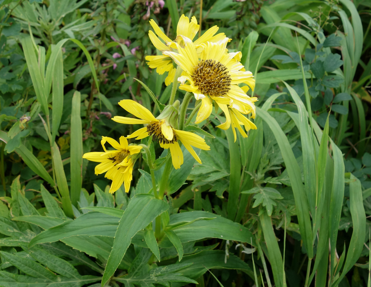 Изображение особи Arnica sachalinensis.