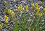 Oxytropis pilosa. Верхушки побегов с соцветиями. Алтай, Онгудайский р-н, низовья р. Урсул, ≈ 600 м н.у.м., каменистый склон. 10.06.2019.