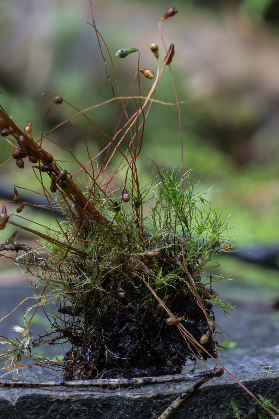 Изображение особи Leptobryum pyriforme.