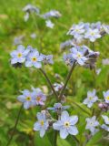 Myosotis sylvatica. Соцветие. Беларусь, Гродненская обл., г. Новогрудок, Городской сквер, разреженные древесные посадки. 07.05.2019.