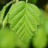 Crataegus submollis