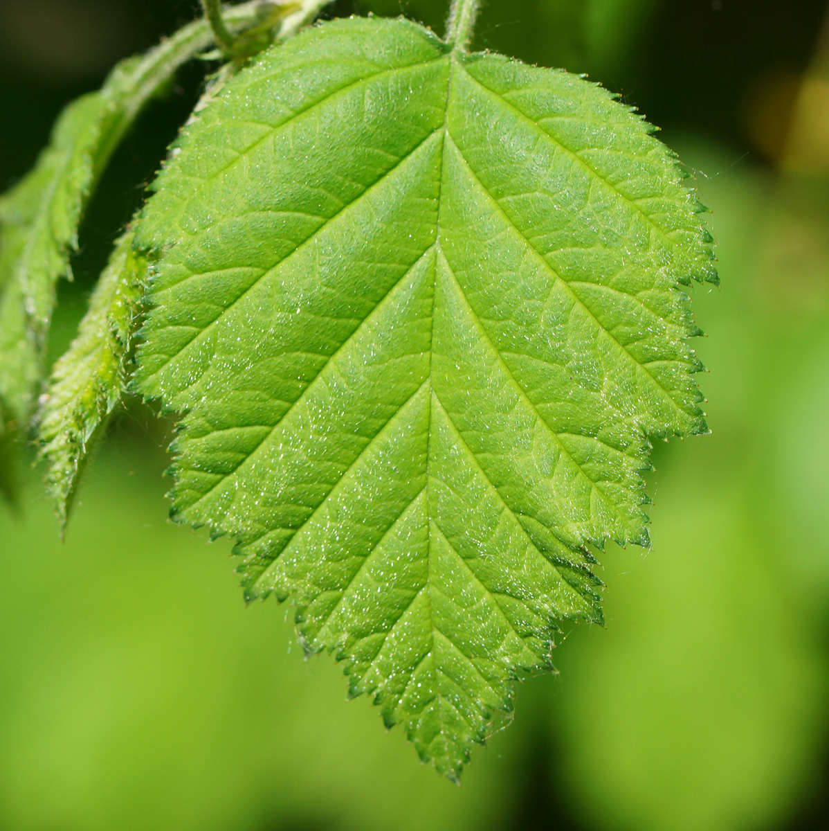 Image of Crataegus submollis specimen.